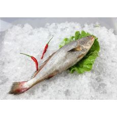 鮸魚